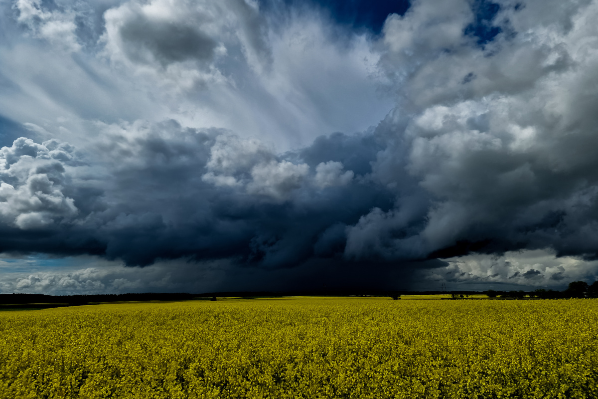 Opady Po Zabiegu Oprysk Na Szkodniki Rzepaku Sumi Agro Poland