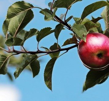 Choroby przechowalnicze jabłek – terpeny jako naturalna ochrona