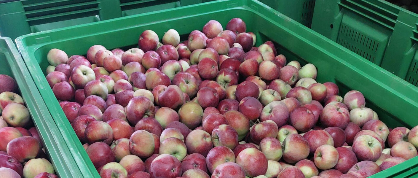 Pozostałości w jabłkach – jak zaplanować ochronę fungicydową sadu?