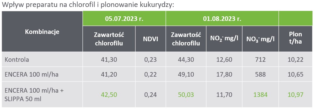 Wpływ preparatu na chlorofil i plonowanie kukurydzy