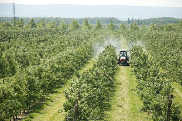 Pozostałości w jabłkach – jak zaplanować ochronę fungicydową sadu?
