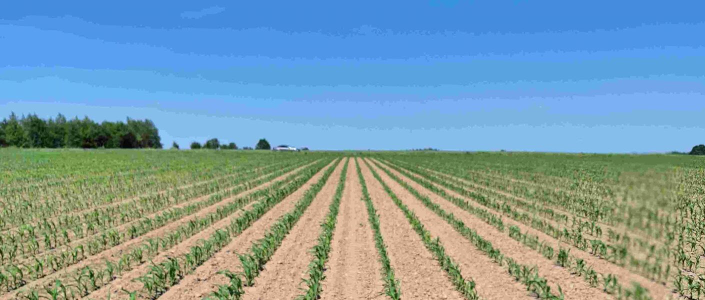 Skuteczność przedwschodowego odchwaszczania kukurydzy – komunikat z Podlasia