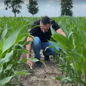Skuteczność powschodowego zwalczania chwastów w kukurydzy