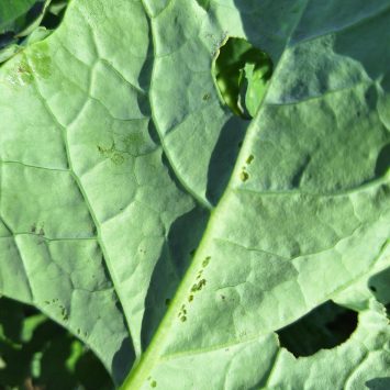 Szkodniki rzepaku na Mazurach – raport z lustracji plantacji