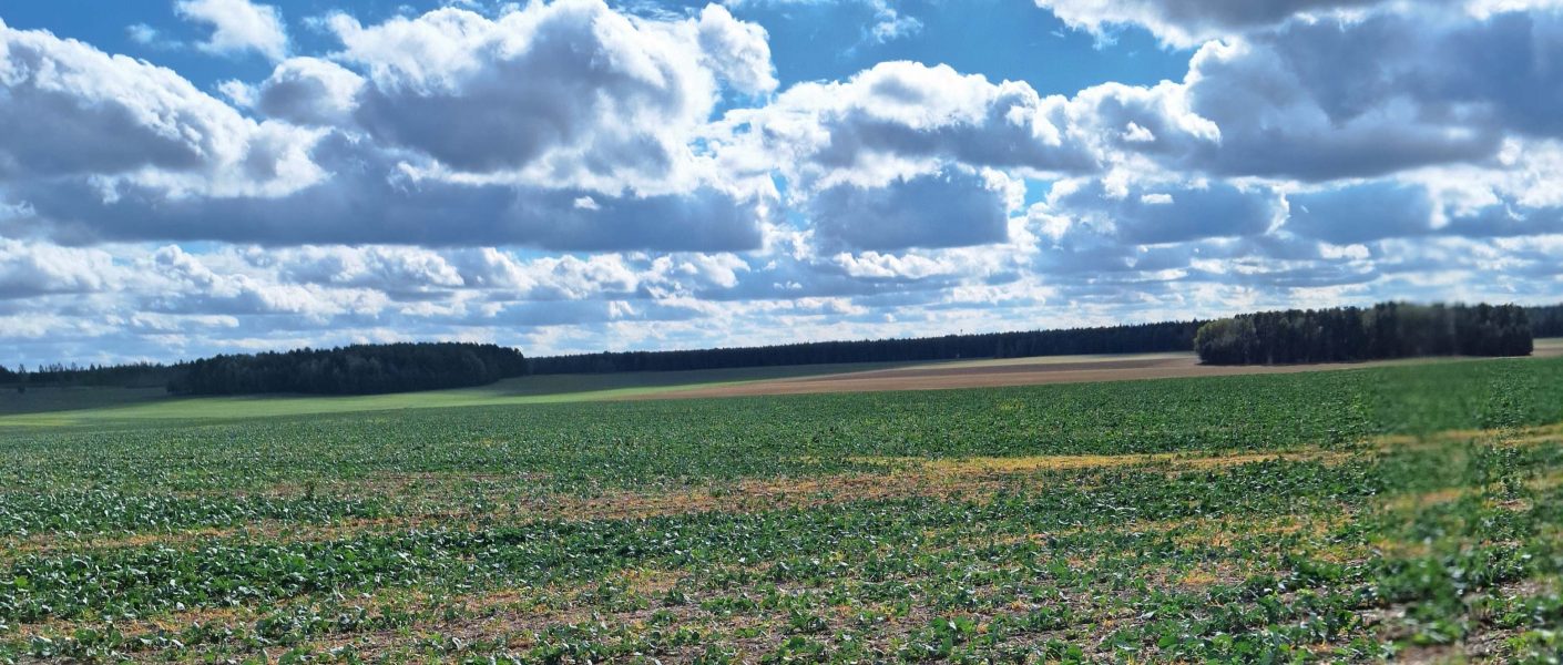 Larwy tantnisia krzyżowiaczka i mszyce uszkadzają rzepak