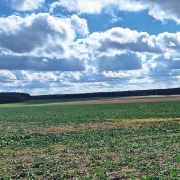 Larwy tantnisia krzyżowiaczka i mszyce uszkadzają rzepak