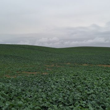 Zwalczanie mszyc w rzepaku konieczne pomimo ochłodzenia